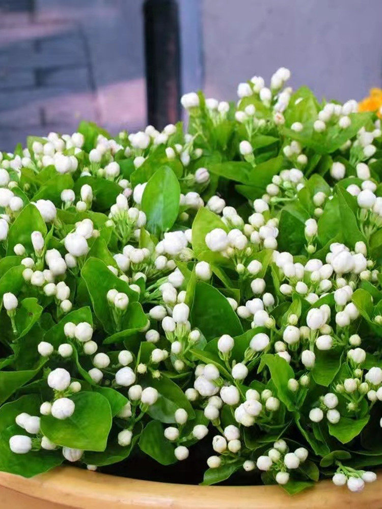 虎头浓香茉莉花盆栽带花苞阳台庭院花园耐晒多年生绿植带香味花卉
