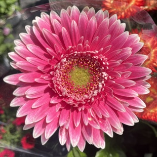 进口高杆大花非洲菊盆栽成品带花苞阳台庭院花园四季绿植花卉耐养