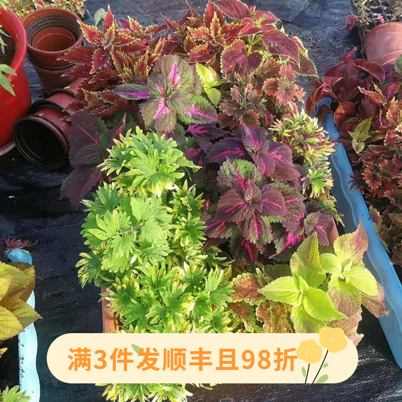 彩叶草盆栽阳台庭院花境工程花卉绿植四季观叶植物耐热耐晒易成活