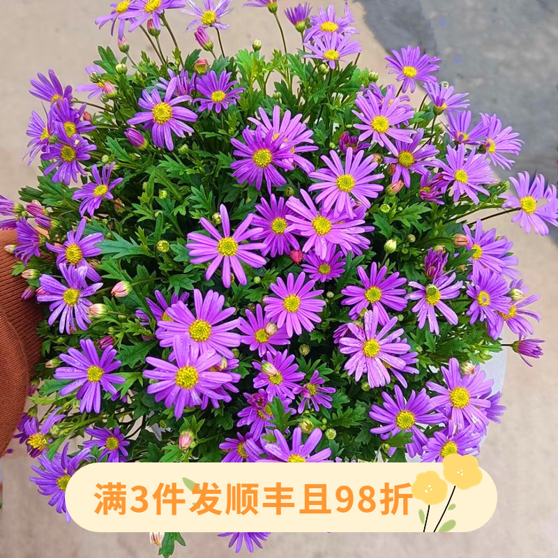 姬小菊盆栽花苗雏菊四季开花菊花阳台庭院室外花除甲醛植物易爆盆