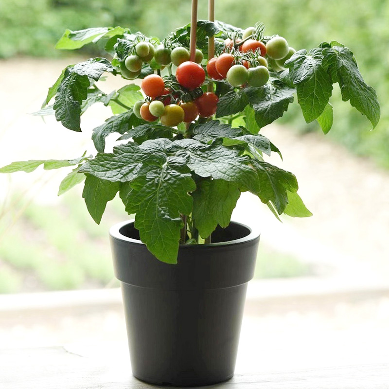 小番茄带花带果好养易活阳台窗台