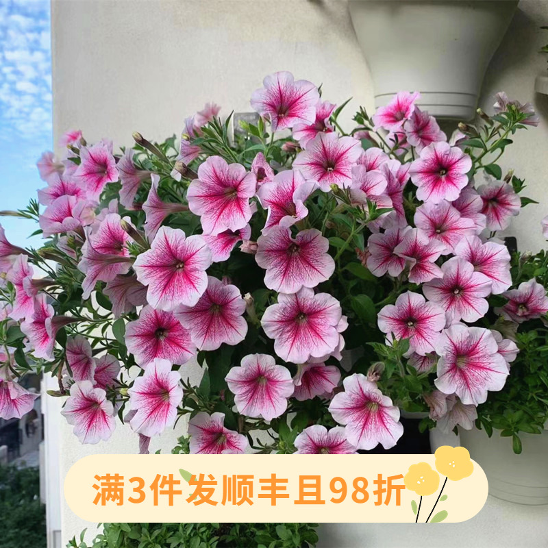 星空矮牵牛花苗窗台花盆栽带花苞垂吊草本花百万小玲阳台四季花卉