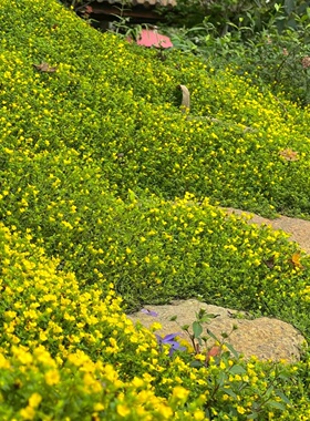 金沙蔓盆栽黄金佛甲草翠云草阳台庭院花园工程种植耐晒耐踩易成活