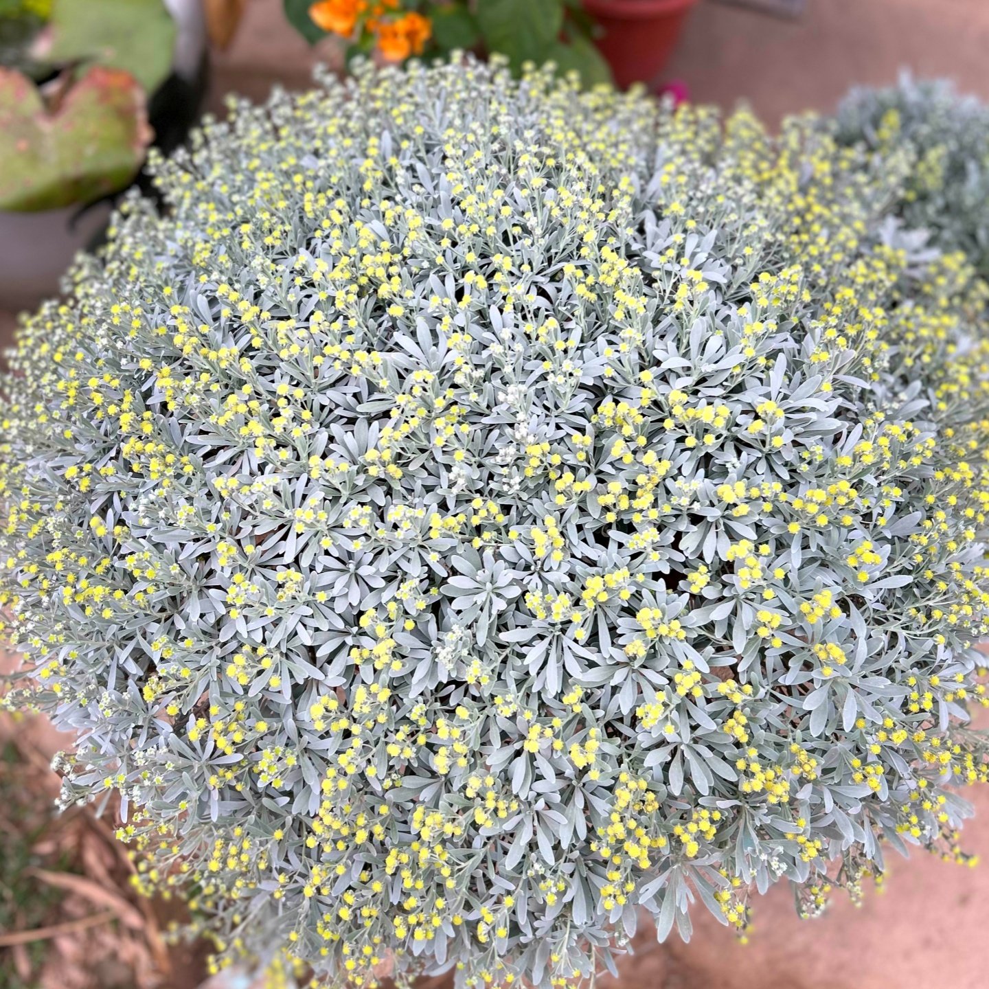 大芙蓉菊盆栽阳台花卉花园庭院花境花苗绿化工程造景植物银叶菊花,鲜花速递/花卉仿真/绿植园艺,绣球/木绣球/木本植物,淘宝优惠券,粉丝福利购,淘宝优惠卷