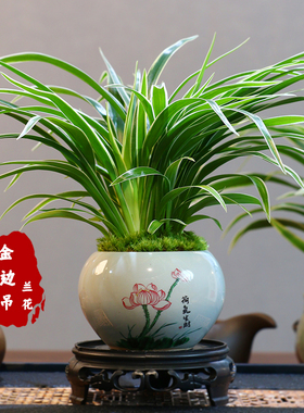 浪漫七夕礼金边吊兰盆栽室内桌面茶几好养四季常青办公室花卉绿植