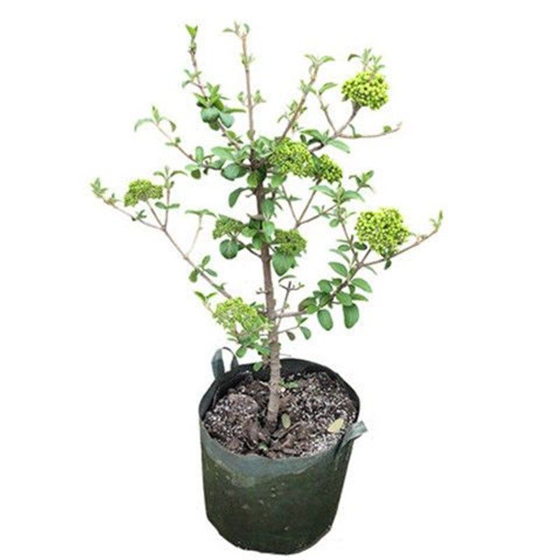 中华木绣球斗球树苗大花独杆树状木本绣球花庭院别墅风景树绿化树,鲜花速递/花卉仿真/绿植园艺,绣球/木绣球/木本植物,淘宝优惠券,粉丝福利购,淘宝优惠卷