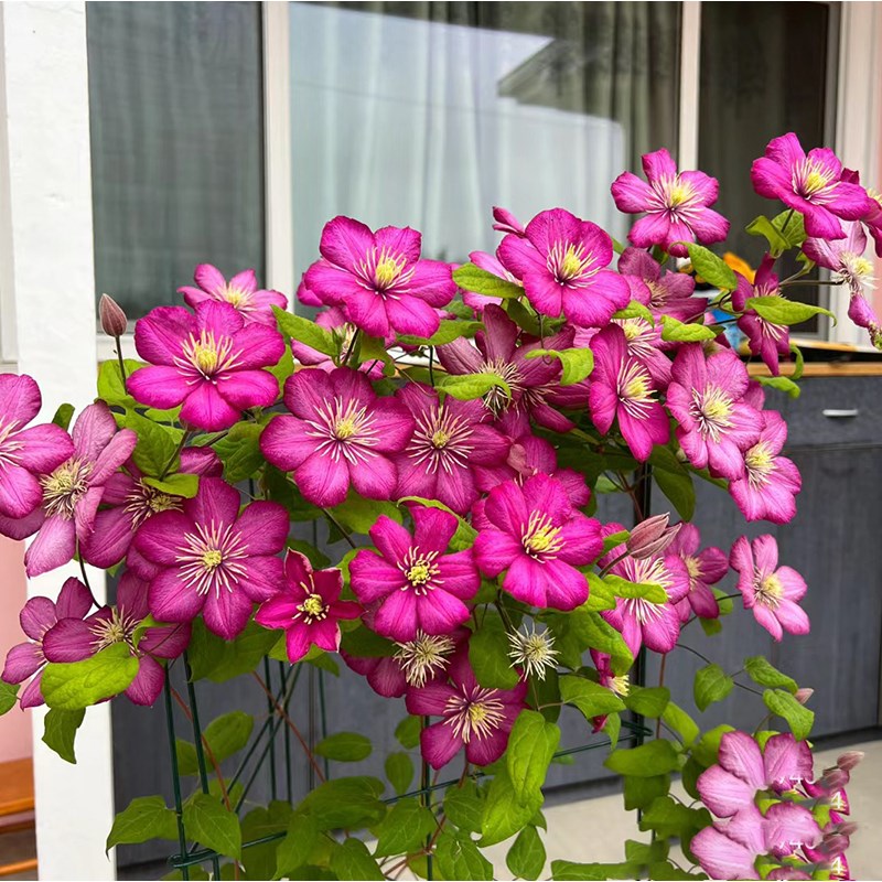 里昂村庄铁线莲花苗盆栽爬藤花卉绿植物耐热阳台四季开花庭院耐阴