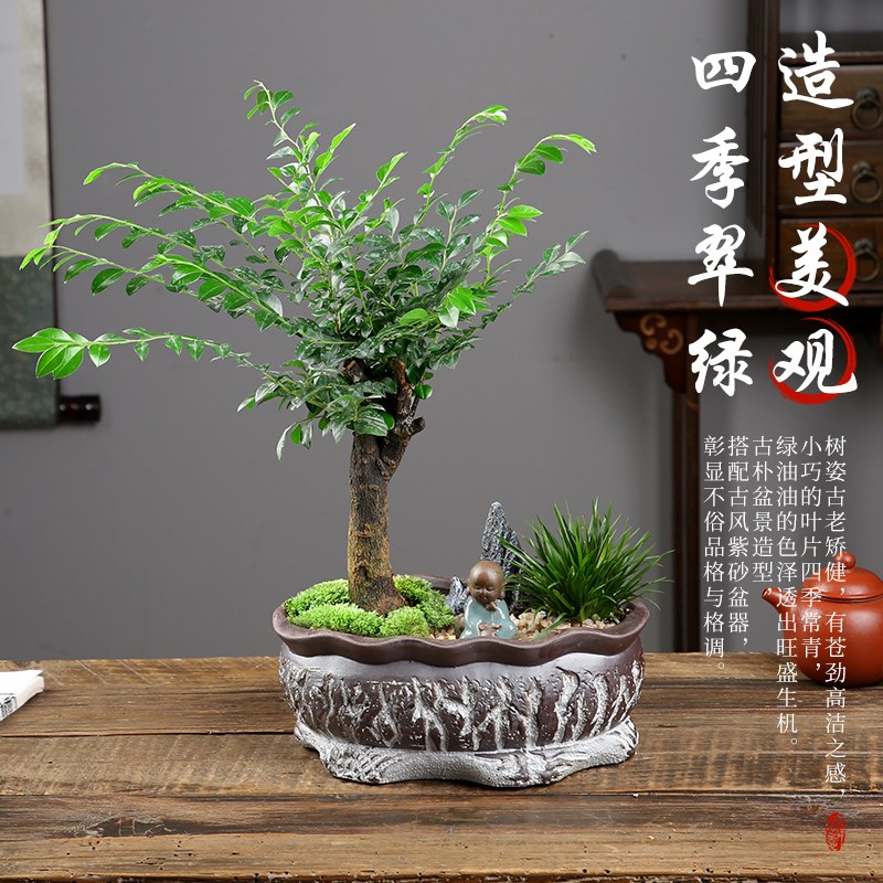 小叶紫檀盆景老桩树苗绿植盆栽室内办公桌面名贵花卉植物四季好养