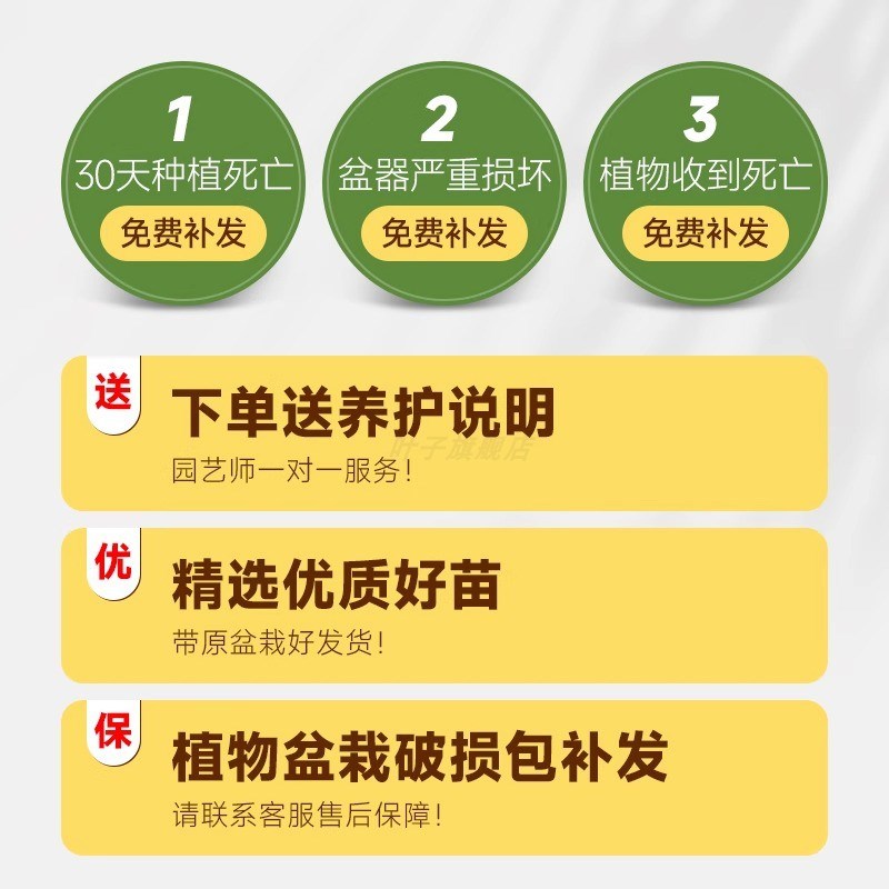幸福树客厅大盆栽老桩绿植室内客厅平安树四季常青植物四季好养活