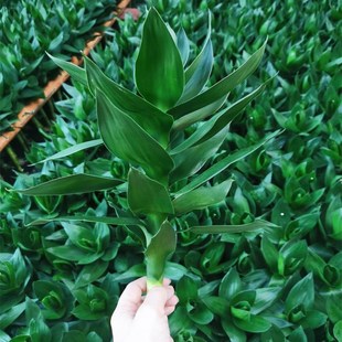 文昌竹富贵转运竹水养带根节节高水培多头龙竹绿植花卉植物室内花