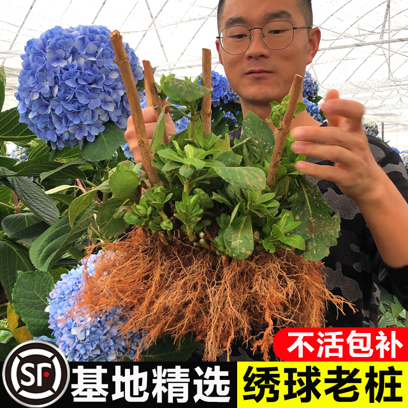 绣球花苗老桩大苗四季开花阳台带花无尽夏庭院耐寒树苗盆栽植物卉