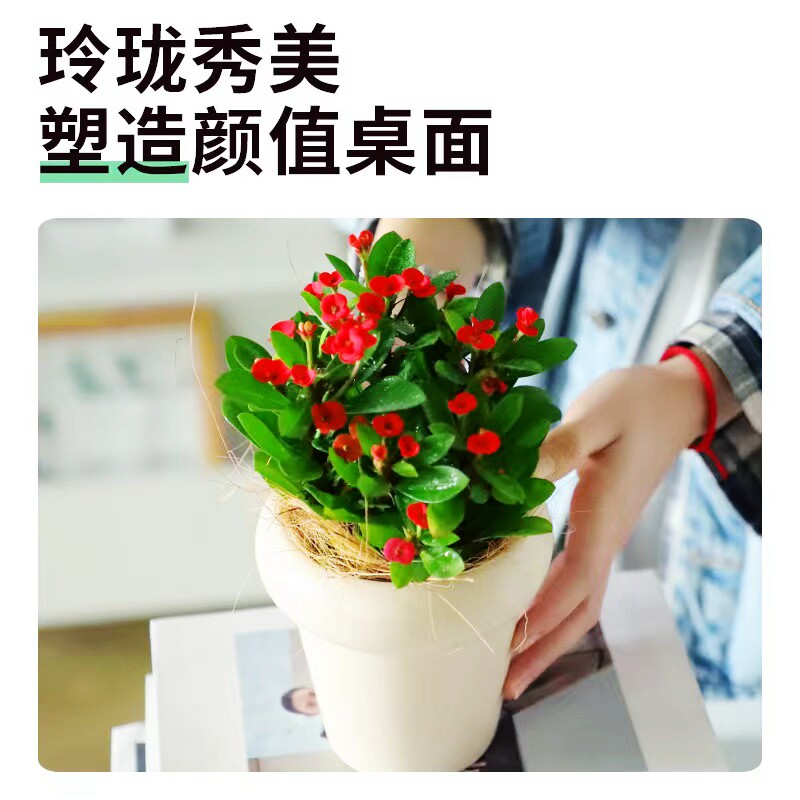 发财树盆栽室内植物长寿花文竹芦荟金枝玉叶办公室绿植好养活四季