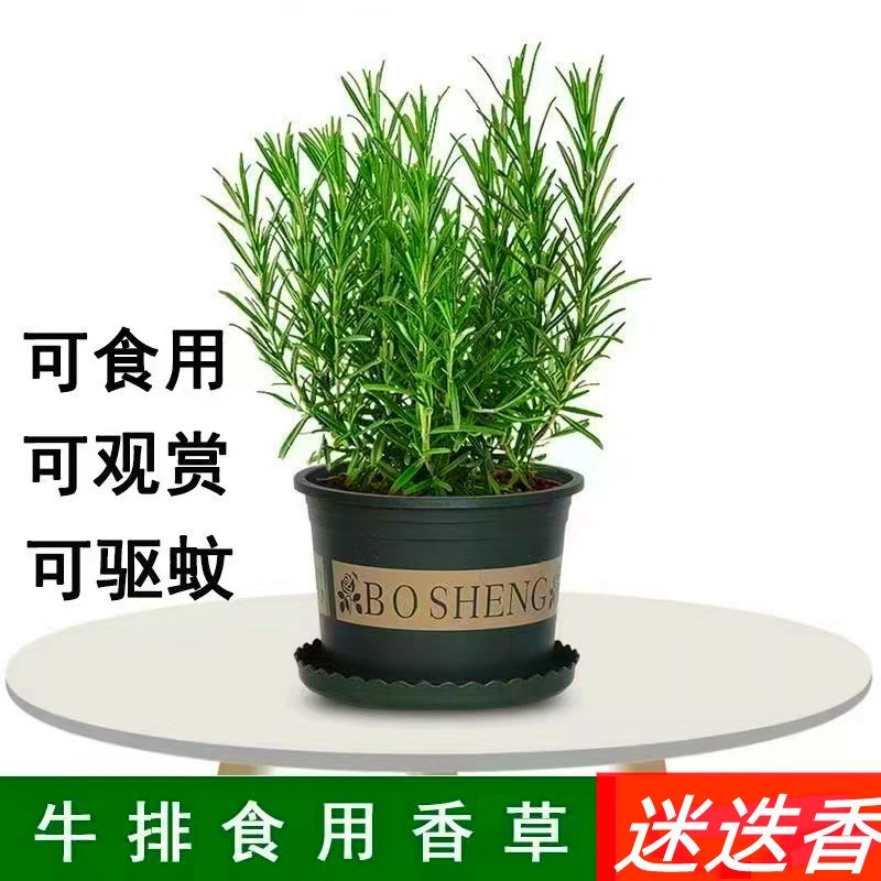 迷迭香牛排香草盆栽可食用驱蚊植物薄荷苗阳台庭院室内好养易活