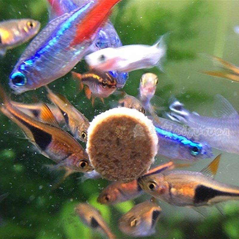 海豚粘贴配合饲料鱼粮热带观赏鱼孔雀增色贴片鱼食新配方保真包邮,宠物/宠物食品及用品,观赏鱼饲料,淘宝优惠券,粉丝福利购,淘宝优惠卷