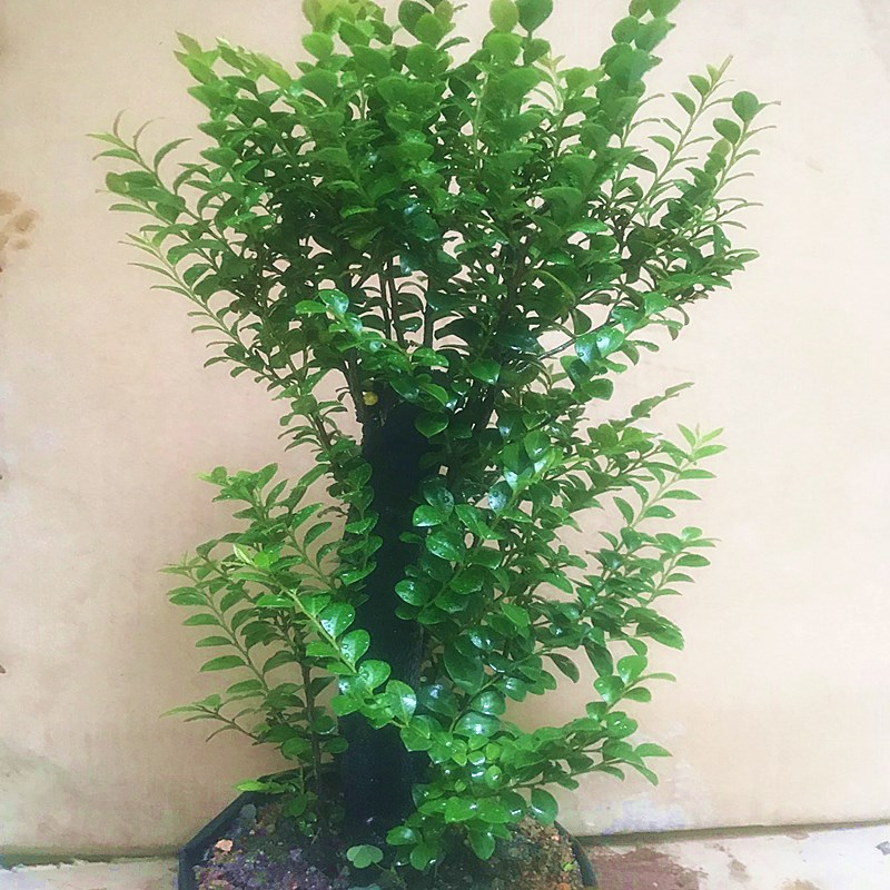 名贵小叶紫檀盆景树桩四季常青办公桌面绿植室内客厅易养花卉盆栽