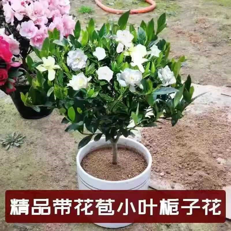 栀子花盆栽小叶独杆栀子花树苗大叶牡丹盆景浓香型带花苞花卉绿植