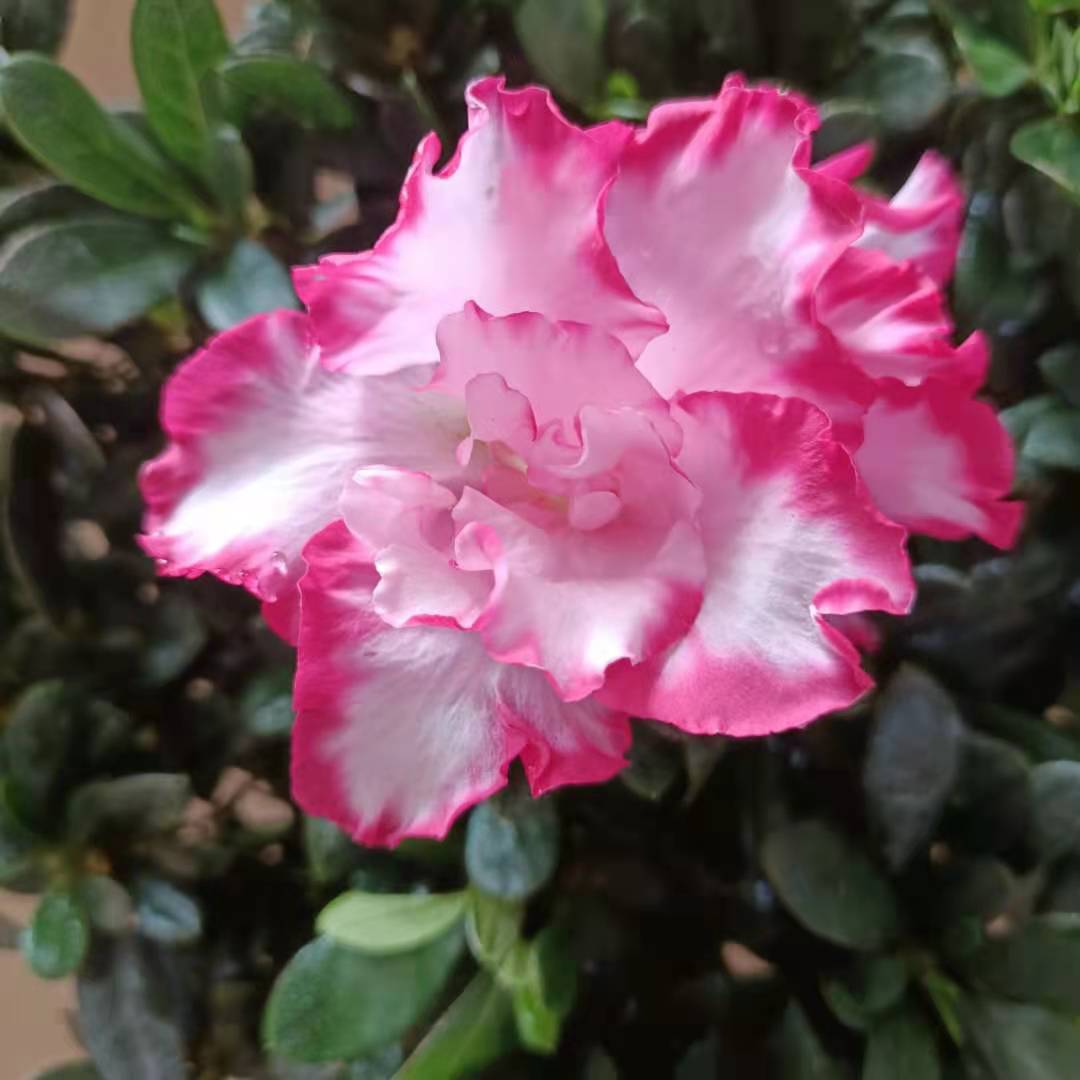 杜鹃花卉盆栽室内绿植阳台木本植物易养活四季开花耐寒西玛映山红