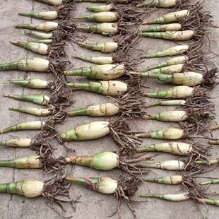 地涌金莲瓣莲花植株绿植物盆栽客厅庭院养不死懒人花苗金芭蕉花