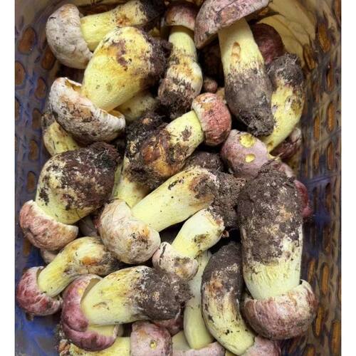 云南野生手青见鲜红红葱牛肝菌网红新鲜蘑菇煲汤美味当季食用