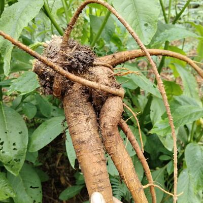 云南新鲜本土商陆 见肿消 章柳根 白商陆 新鲜商陆根大麻菜根