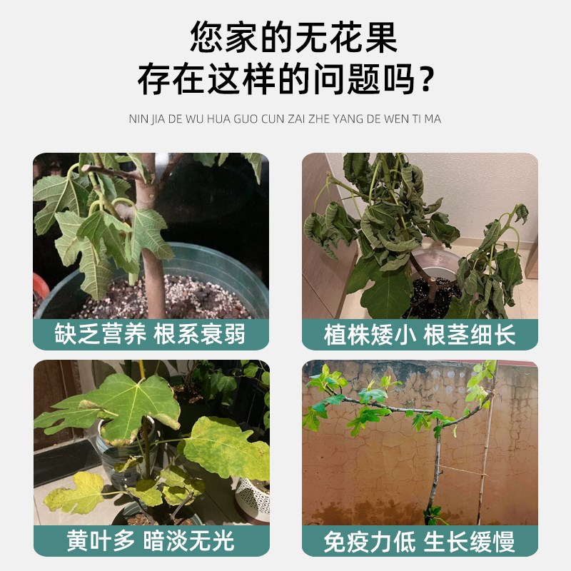 无花果肥料盆栽无花果树苗专用肥营养液挂果保果高磷高钾肥家用