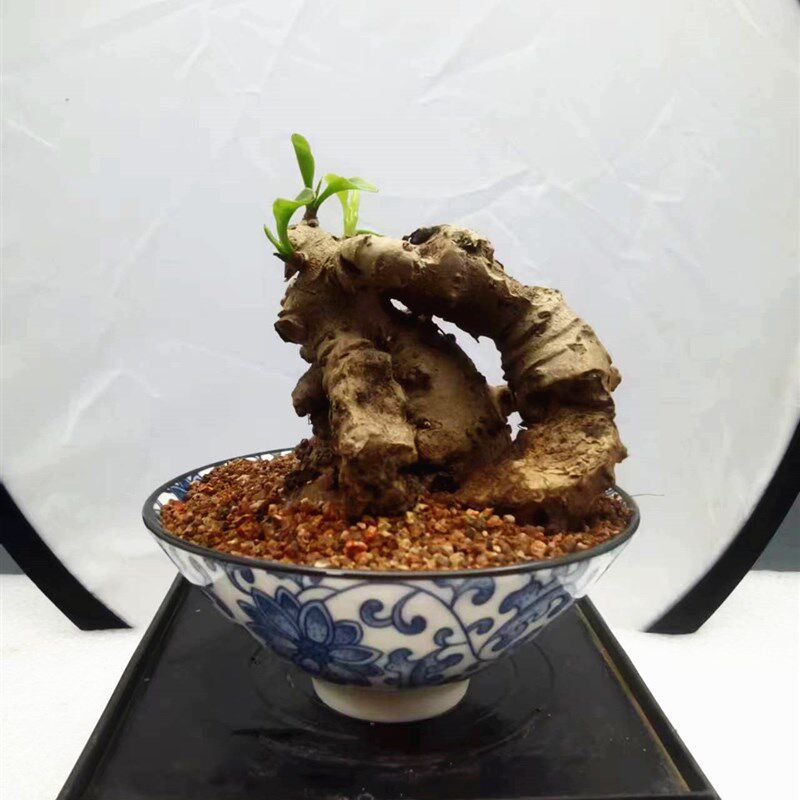 藤三七微盆景坨三七盆栽爬藤植物茶台小绿植观赏种苗室内净化空气