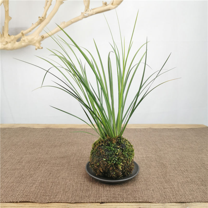 苔玉球苔藓球胧月菖蒲书房清雅茶桌办公室禅意绿植盆栽摆件