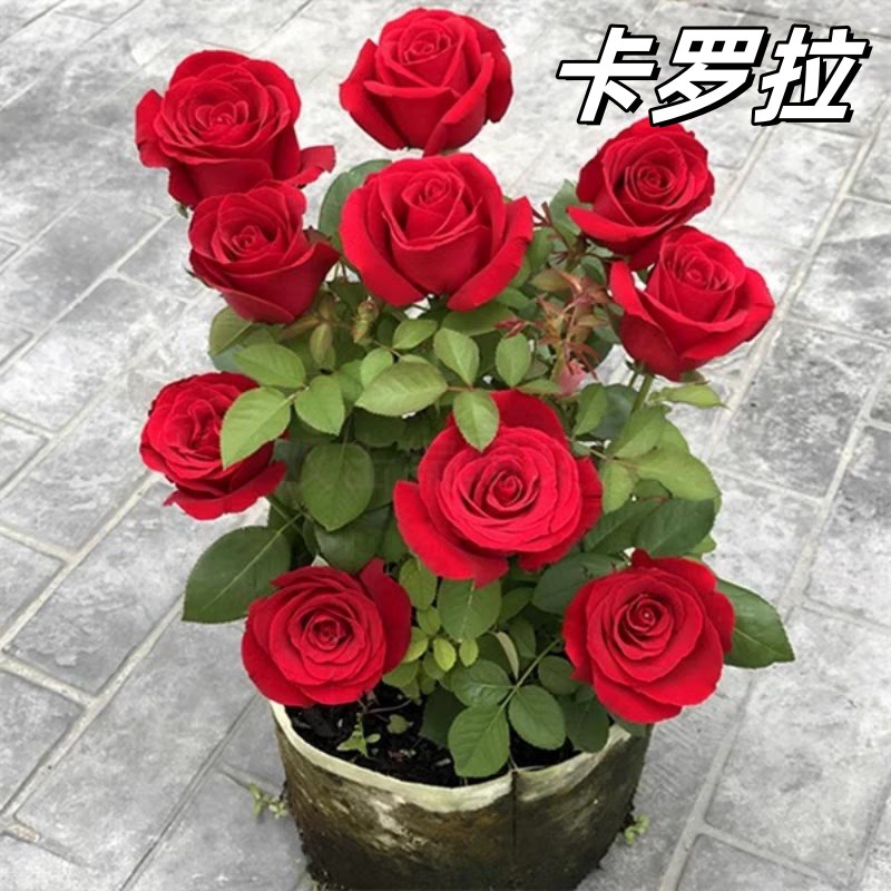 月季花苗带花苞四季开花易活盆栽室外阳台月季灌木爬藤卉耐寒绿植