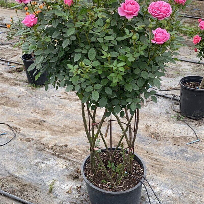 闪耀珠宝月季花瓶花篮四季开花庭院盆栽花卉