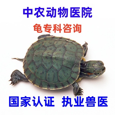 宠物龟鳖专科兽医咨询宠物医院