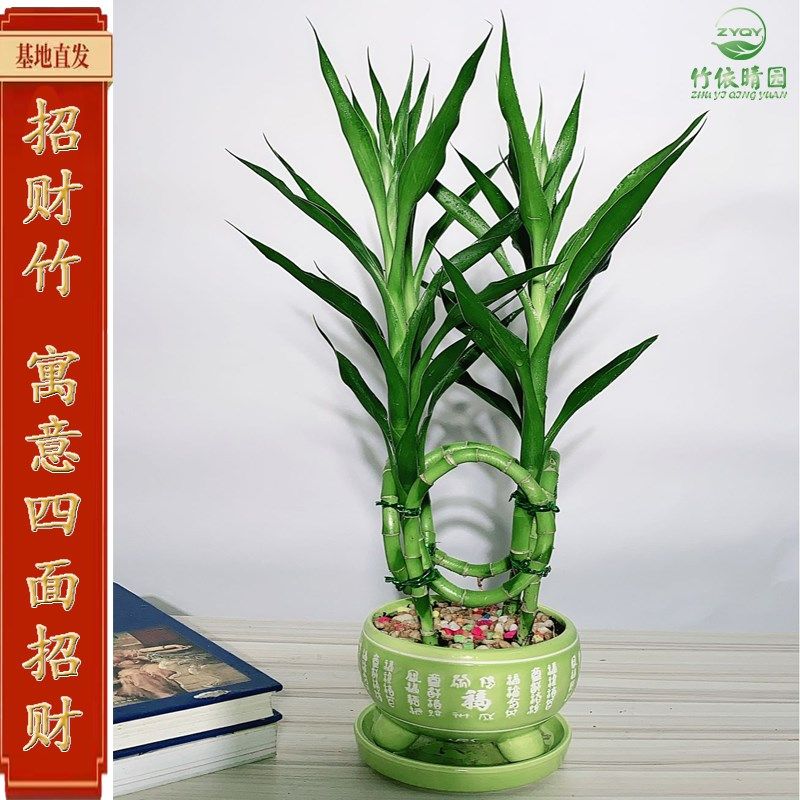 四面招财竹转运竹水养室内办公室客厅造型盆景桌面旺宅绿植富贵竹,鲜花速递/花卉仿真/绿植园艺,绿植,淘宝优惠券,粉丝福利购,淘宝优惠卷
