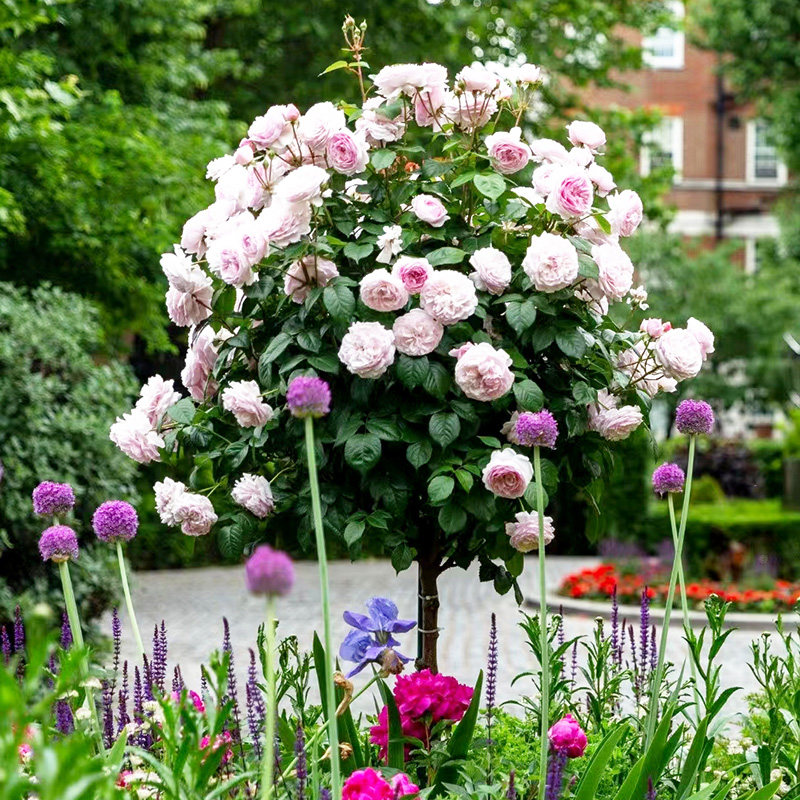 树桩月季嫁接庭院花卉阳台盆栽树形树桩嫁接玫瑰花苗大花浓香四季,鲜花速递/花卉仿真/绿植园艺,月季/蔷薇/玫瑰,淘宝优惠券,粉丝福利购,淘宝优惠卷