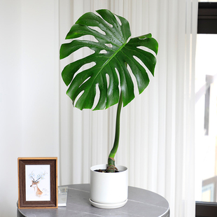 老桩大叶龟背竹盆栽家里室内客厅植物大型网红绿植真花卉好养易活