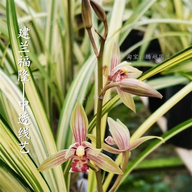 建兰福隆中透艺兰花线艺金边兰花阳台客厅茶室庭院美观花卉绿植,鲜花速递/花卉仿真/绿植园艺,国兰/杂交兰/洋兰类,淘宝优惠券,粉丝福利购,淘宝优惠卷