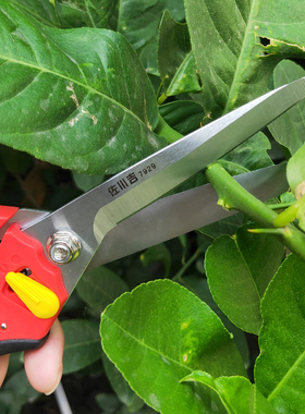 佐川吉7929加长摘果剪火龙果葡萄专用剪粗枝剪省力树枝修花园艺剪