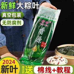 粽叶粽子叶免邮新鲜干粽叶大号包粽子叶子粽粑叶棕叶非芦苇叶