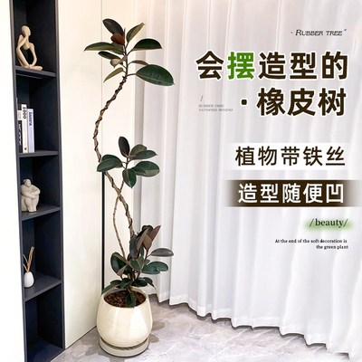 黑金刚橡皮树盆栽办公室内客厅大型绿植造型老桩好养植物四季常青