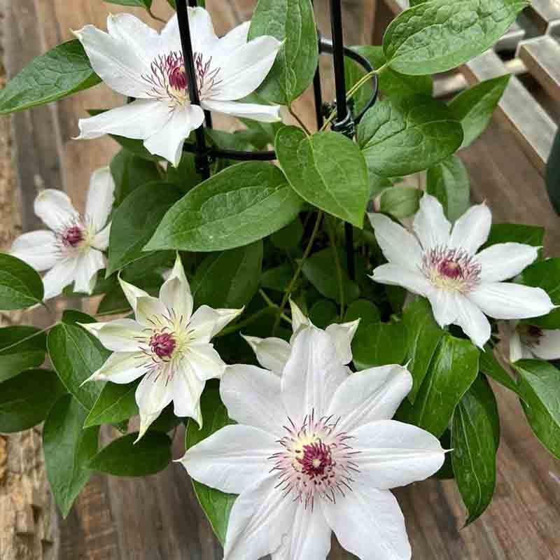 晴山铁线莲花盆栽爬藤植物大苗白色单瓣大花藤本花卉无刺攀爬耐热