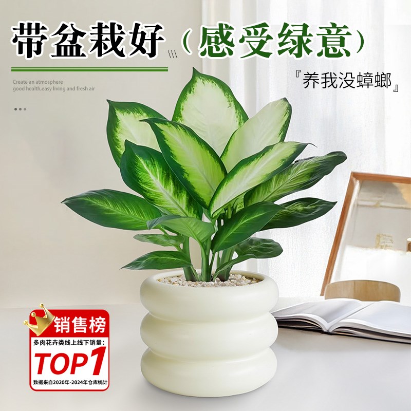 万年青绿植盆栽室内高级感客厅家庭旺宅卧室桌面除甲醛好养活四季