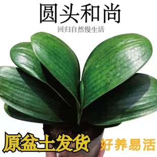 君子兰圆头和尚大苗圆叶宽叶名贵君子兰君子兰元宝绿植花威东