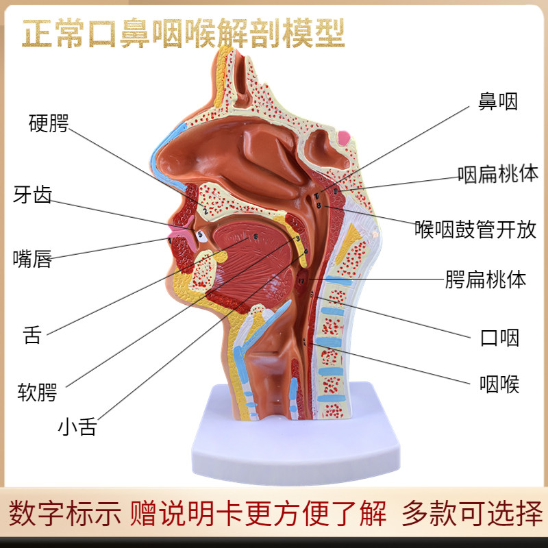 人体鼻腔解剖模型耳n鼻喉科医学教学模型鼻子口腔鼻部结构鼻咽喉