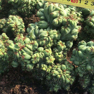 仙人掌罗汉山影拳状态好品相好防辐射多肉植物仙人球自根盆栽花卉