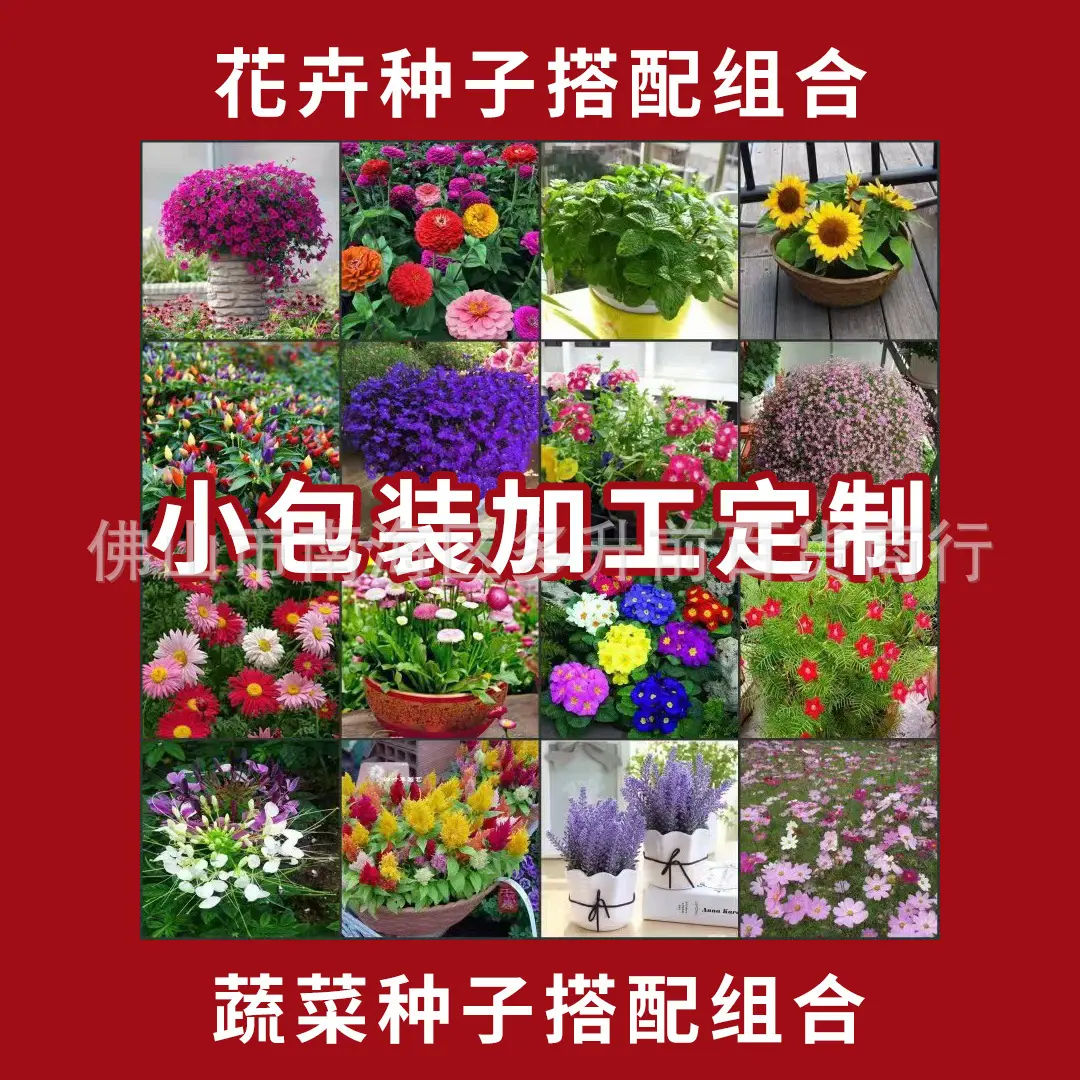 香草庭院紫色阳台百里香电商香草香草匍匐造型盆景喜阳喜湿