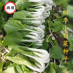 易种四季小白菜种子 黑叶白菜甜脆小白菜籽 黄叶赤叶小白菜种子