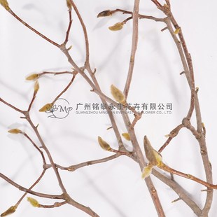 【玉兰枝】真花干花海棠枝干树枝样板间装饰材料枯枝条插花花材