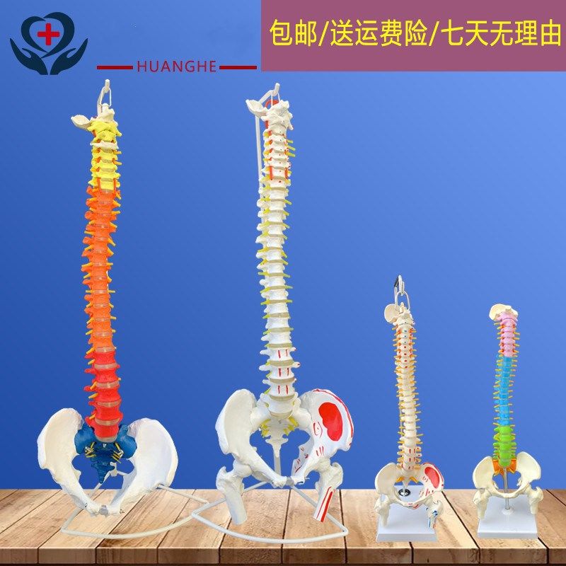 正骨彩色椎体人体脊柱模型人体骨骼模型大脊椎成人1:1.带胸椎骨盆