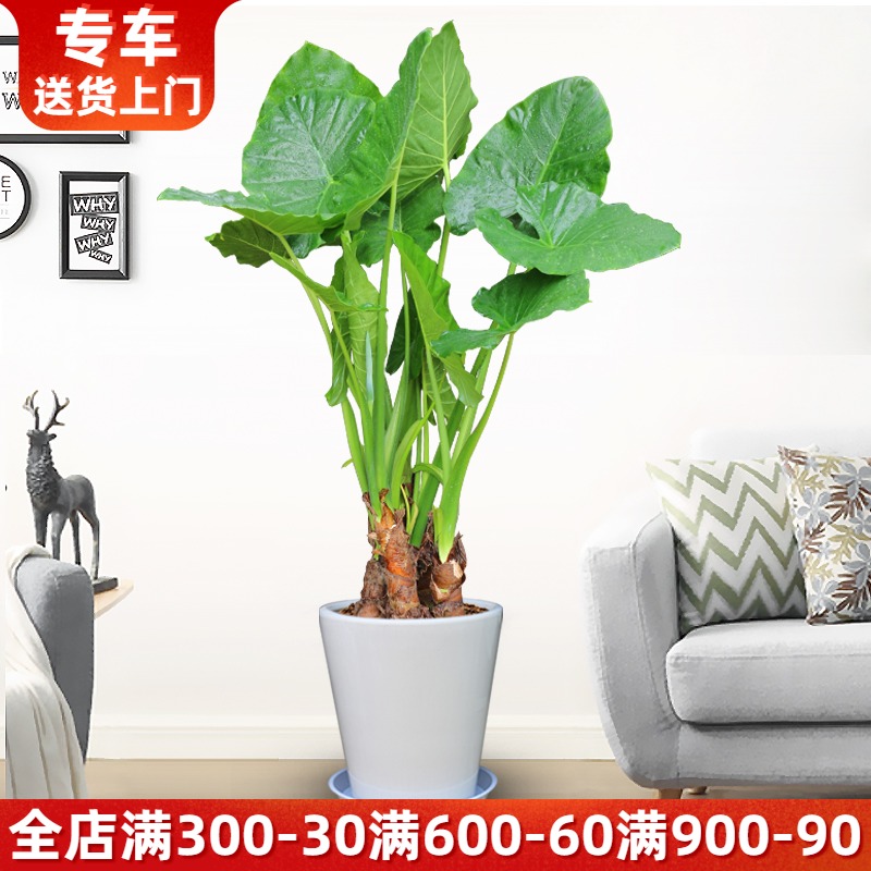 滴水观音盆栽 大型植物净化空气室内绿植办公室客厅阳台绿化 海芋