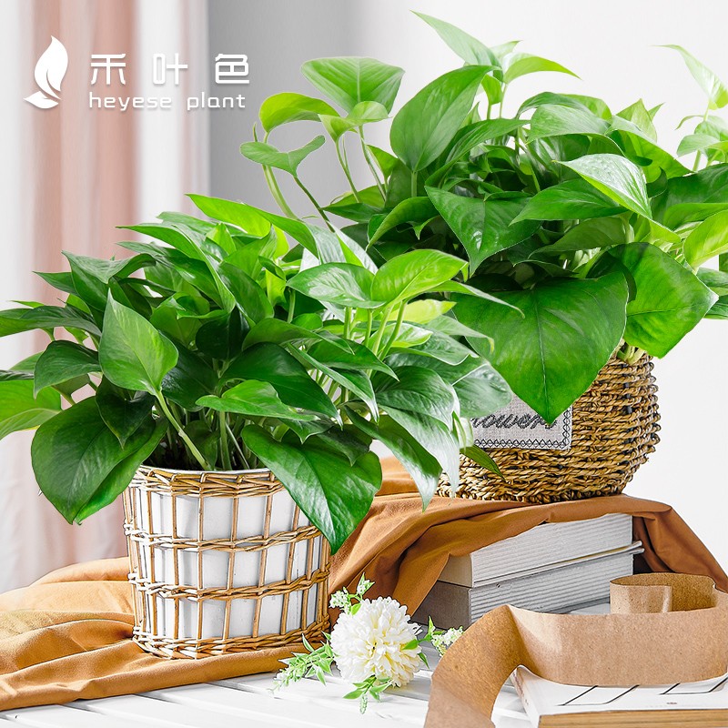 绿萝盆栽绿色植物室内大绿萝净化空气绿箩大盆办公室盆景花草植物