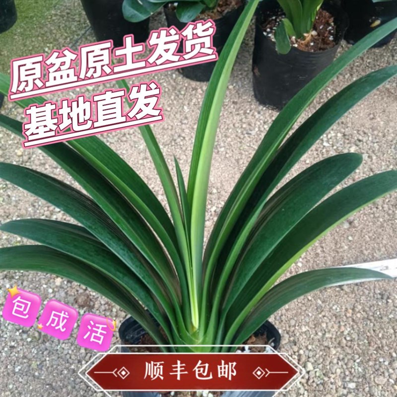 特级君子兰盆栽带花植物多年大颗成兰精品圆头立板当年可开花绿植