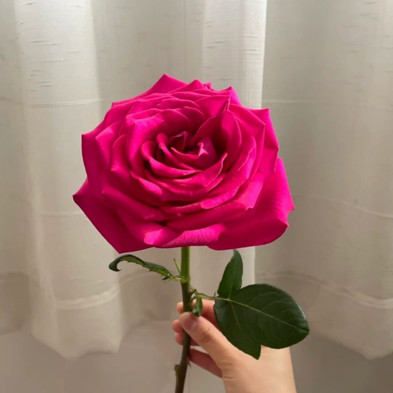 新品弗洛伊德玫瑰花大苗盆栽桃红色大花四季切花月季阳台庭院花卉,鲜花速递/花卉仿真/绿植园艺,月季/蔷薇/玫瑰,淘宝优惠券,粉丝福利购,淘宝优惠卷